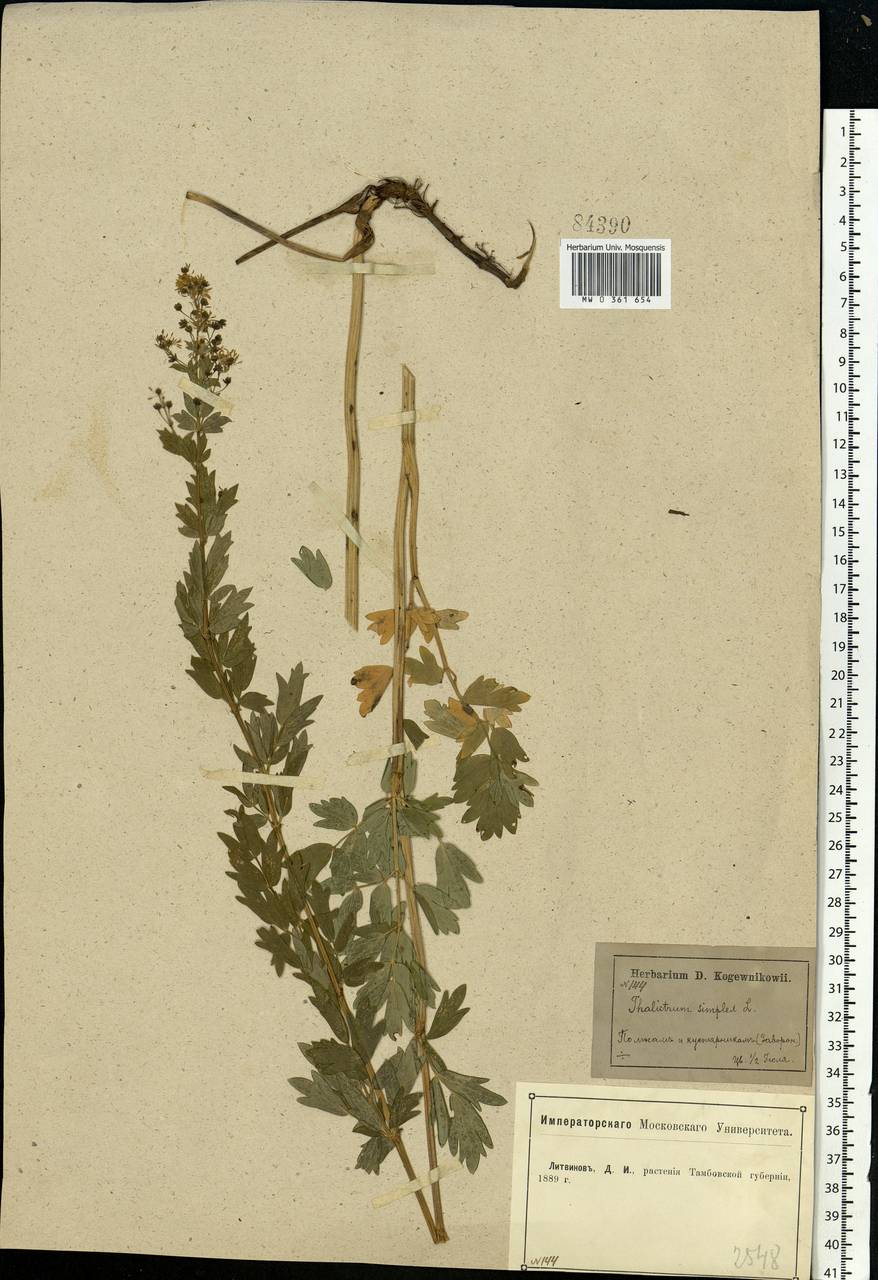 Thalictrum simplex L., Eastern Europe, Central forest-and-steppe region (E6) (Russia)