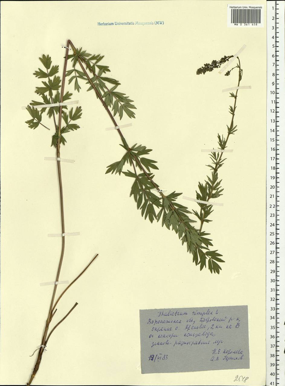 Thalictrum simplex L., Eastern Europe, Central forest-and-steppe region (E6) (Russia)