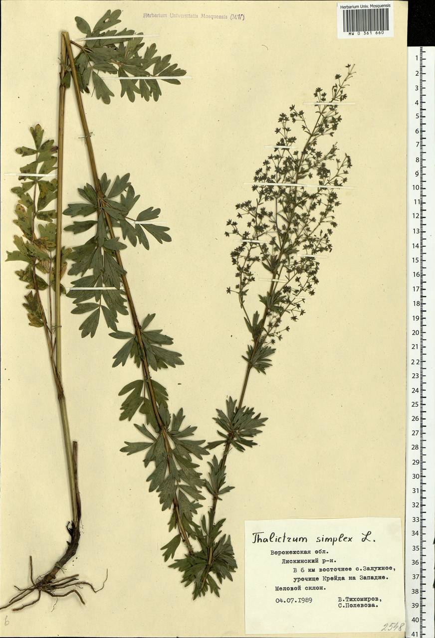 Thalictrum simplex L., Eastern Europe, Central forest-and-steppe region (E6) (Russia)
