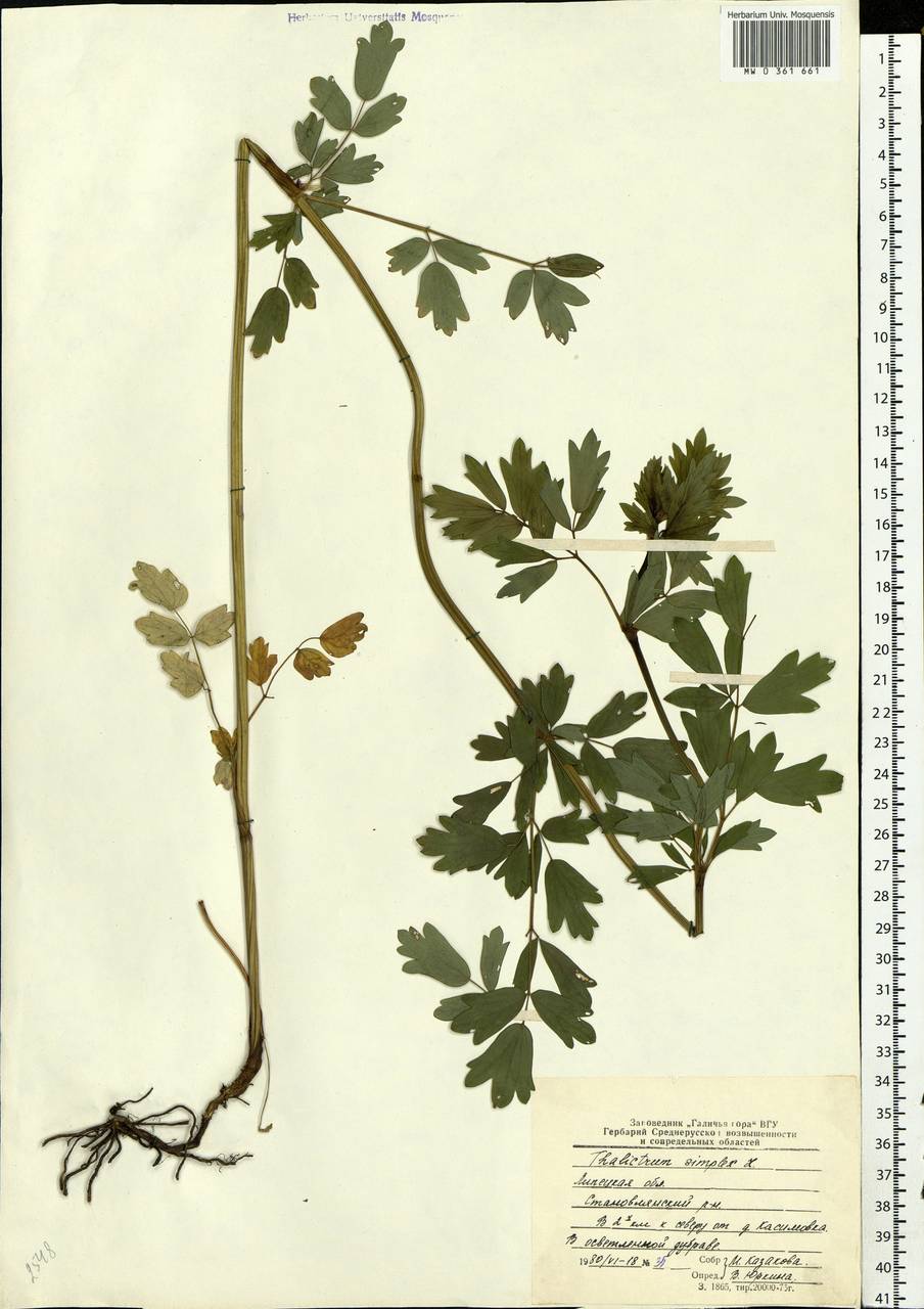 Thalictrum simplex L., Eastern Europe, Central forest-and-steppe region (E6) (Russia)