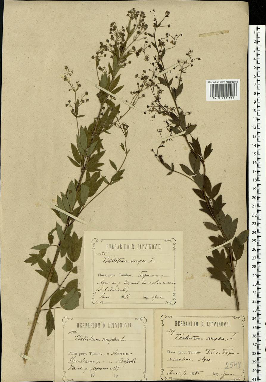 Thalictrum simplex L., Eastern Europe, Central forest-and-steppe region (E6) (Russia)