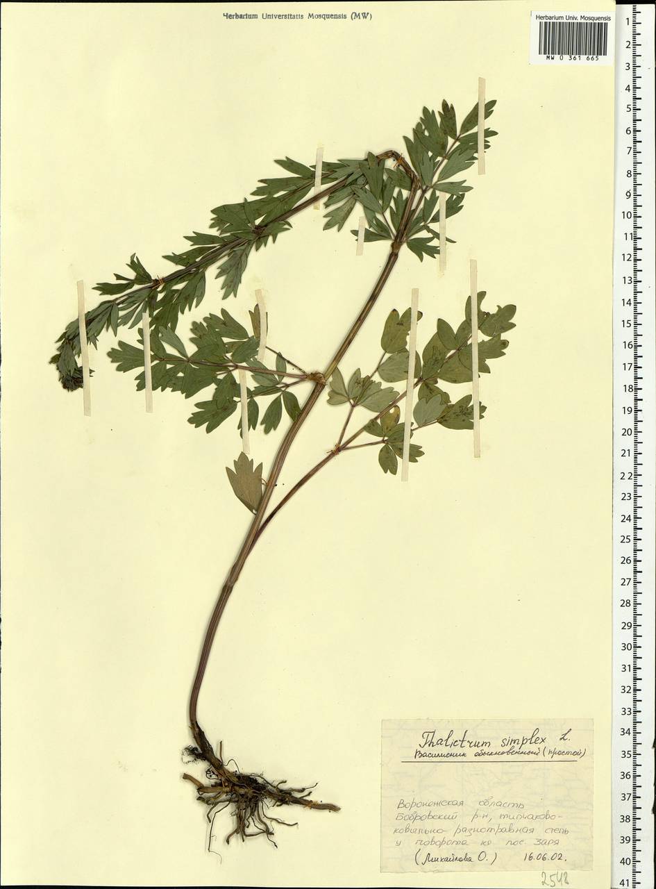 Thalictrum simplex L., Eastern Europe, Central forest-and-steppe region (E6) (Russia)