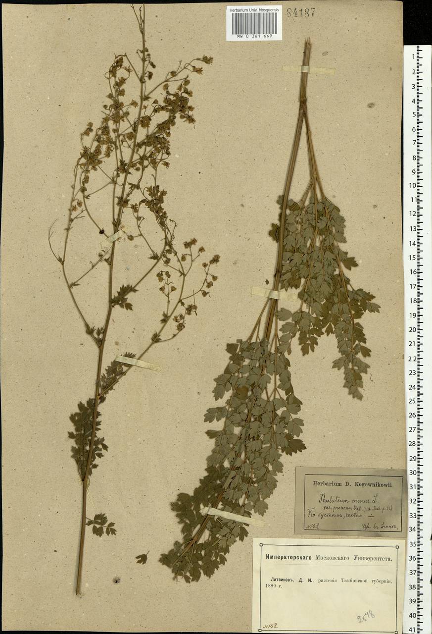 Thalictrum simplex L., Eastern Europe, Central forest-and-steppe region (E6) (Russia)