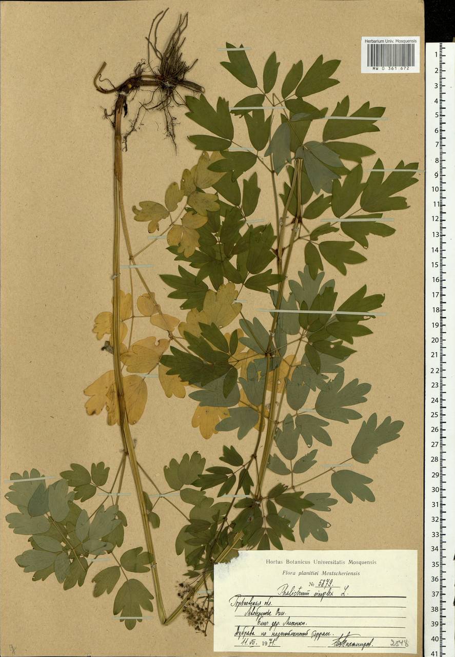 Thalictrum simplex L., Eastern Europe, Volga-Kama region (E7) (Russia)