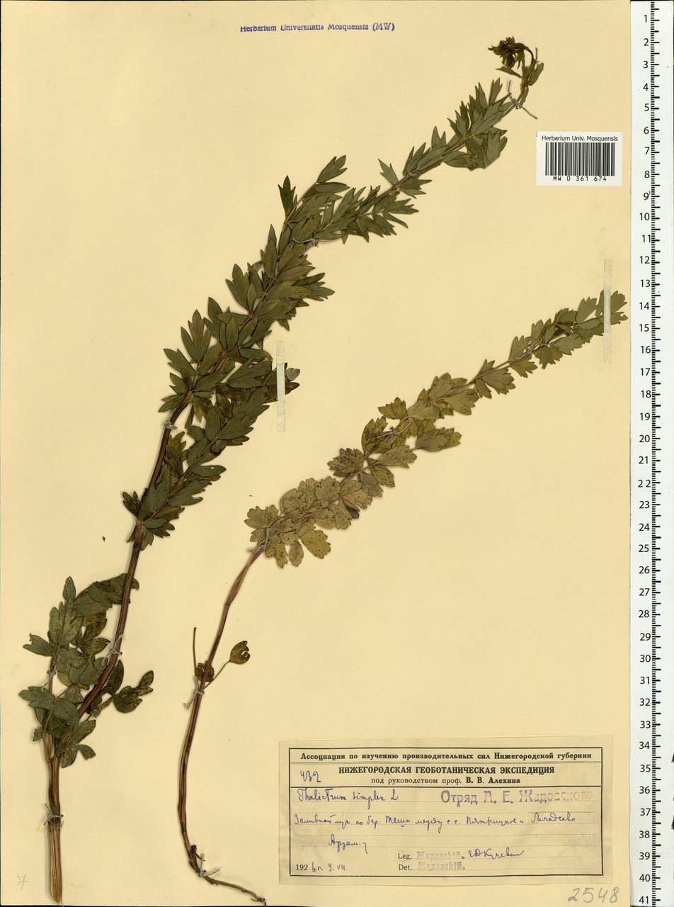 Thalictrum simplex L., Eastern Europe, Volga-Kama region (E7) (Russia)