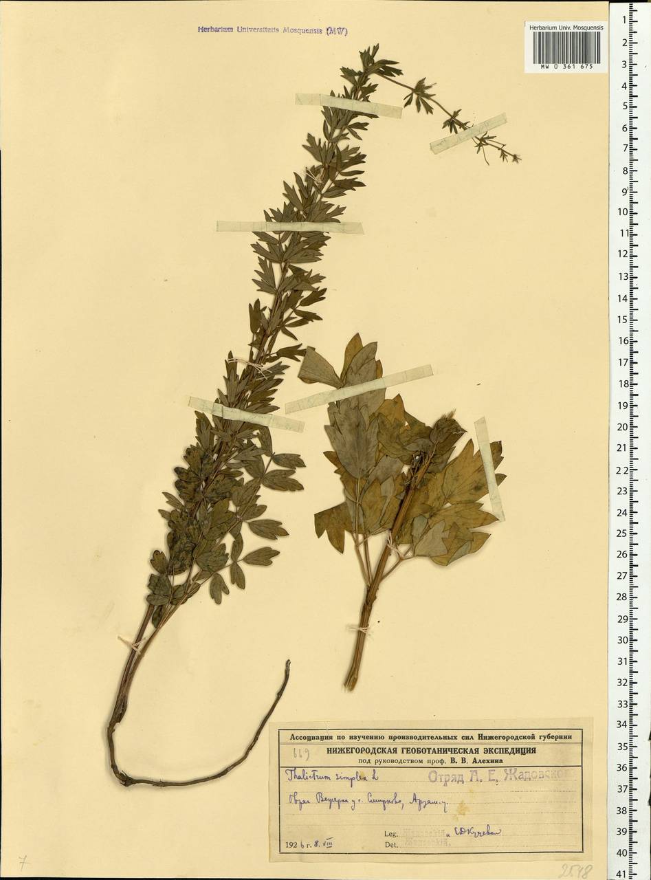 Thalictrum simplex L., Eastern Europe, Volga-Kama region (E7) (Russia)