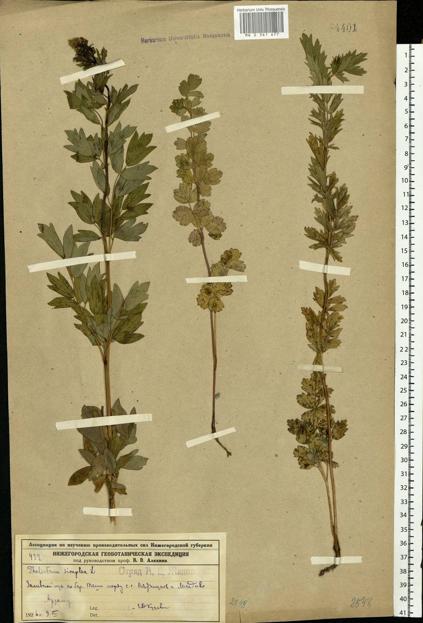 Thalictrum simplex L., Eastern Europe, Volga-Kama region (E7) (Russia)
