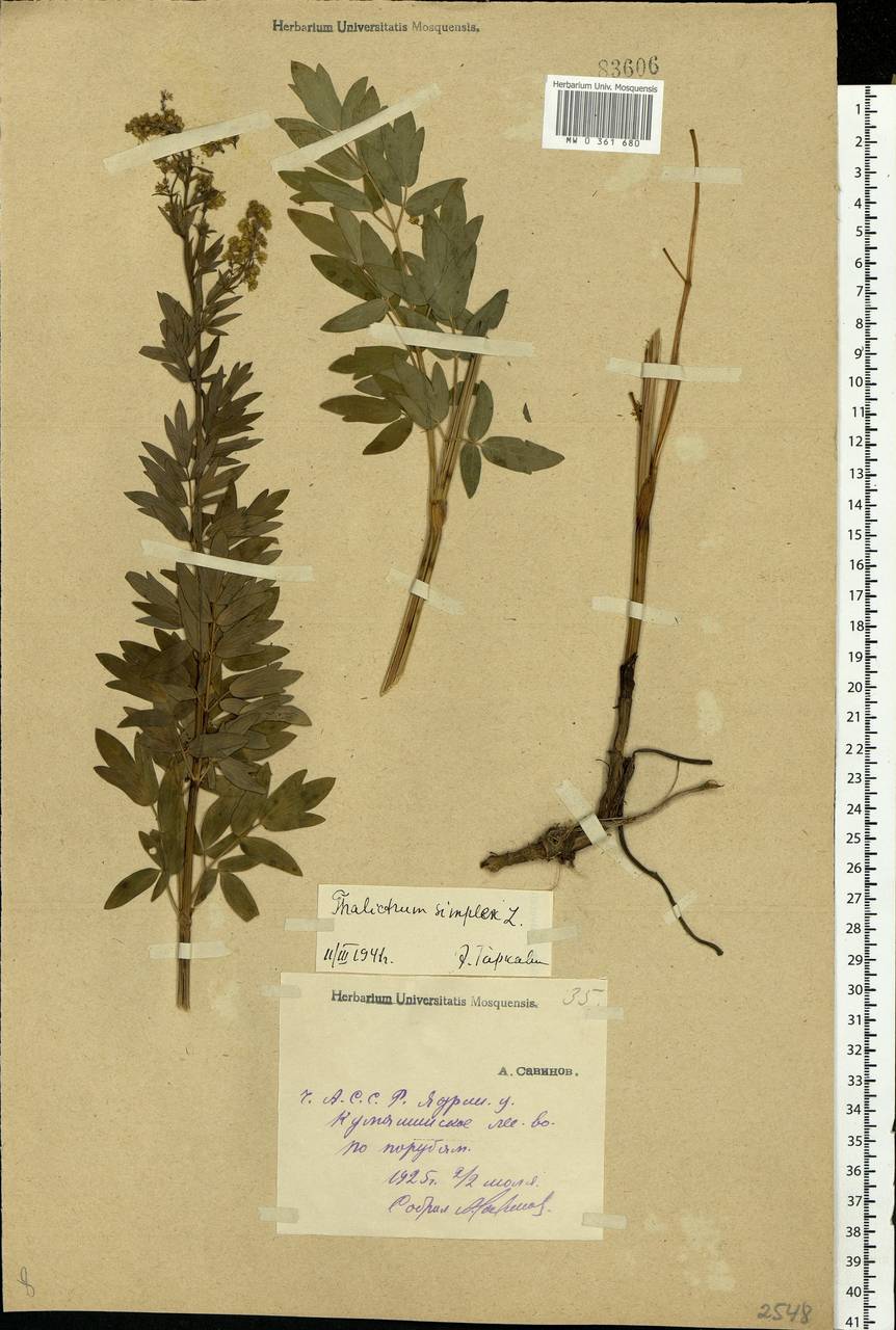 Thalictrum simplex L., Eastern Europe, Middle Volga region (E8) (Russia)