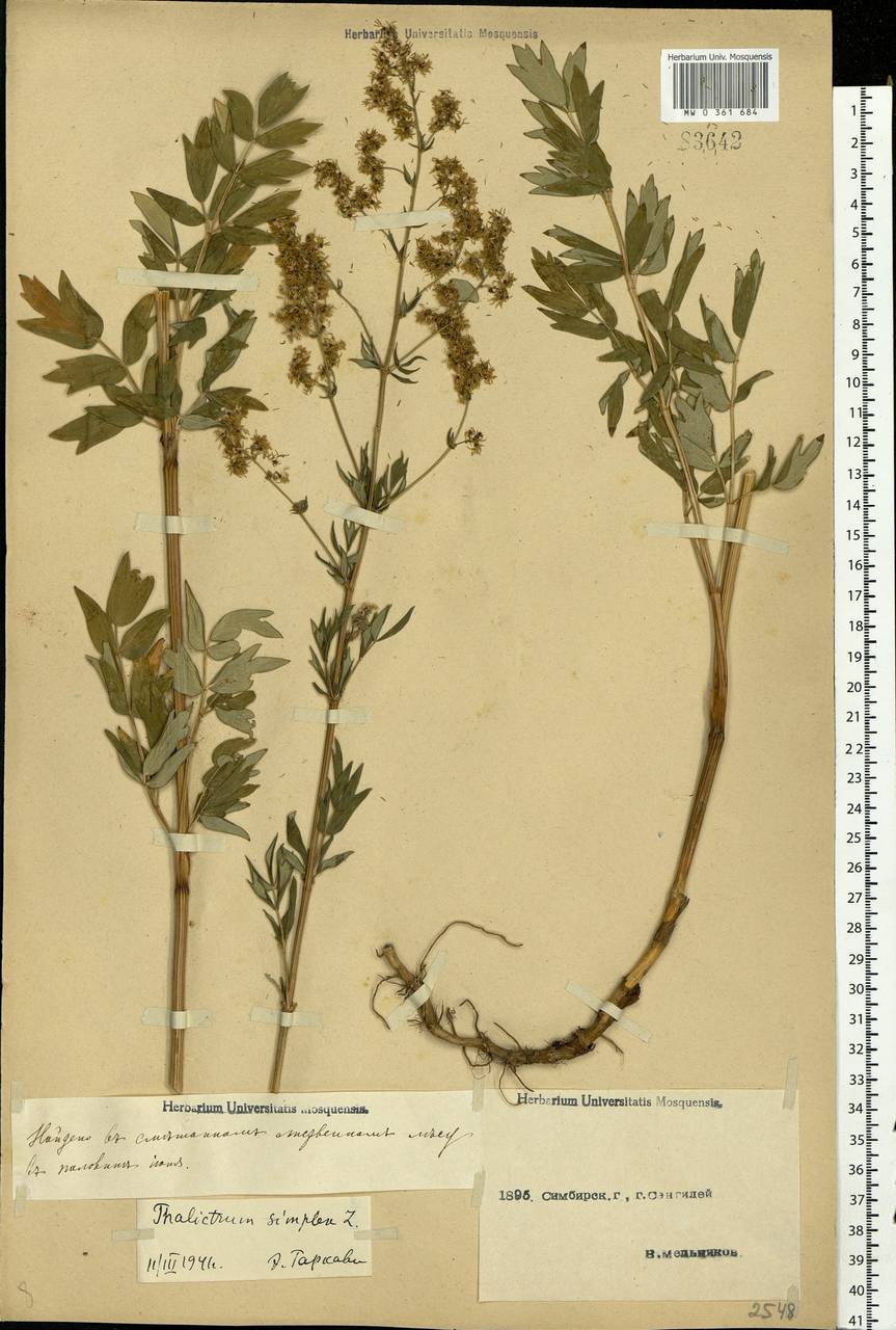 Thalictrum simplex L., Eastern Europe, Middle Volga region (E8) (Russia)