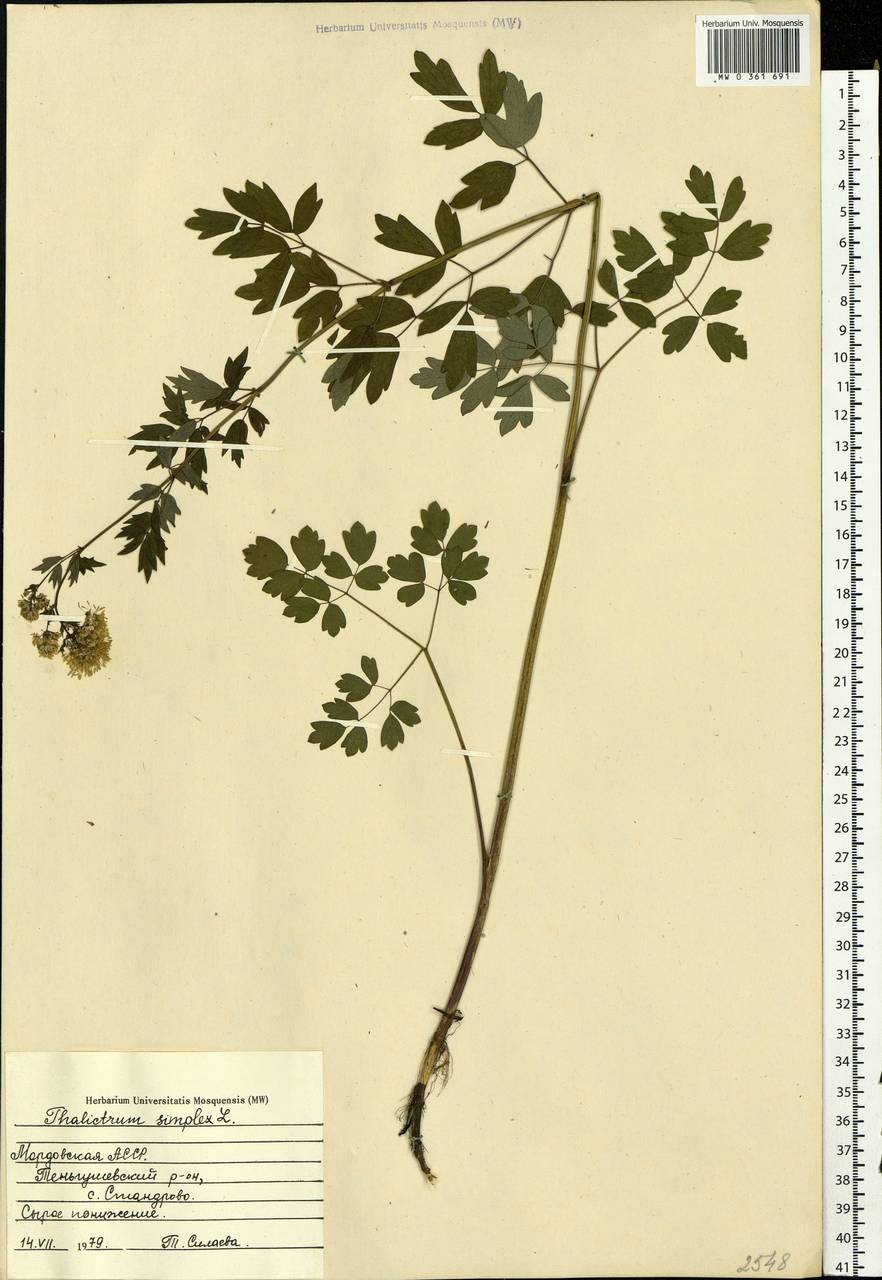 Thalictrum simplex L., Eastern Europe, Middle Volga region (E8) (Russia)