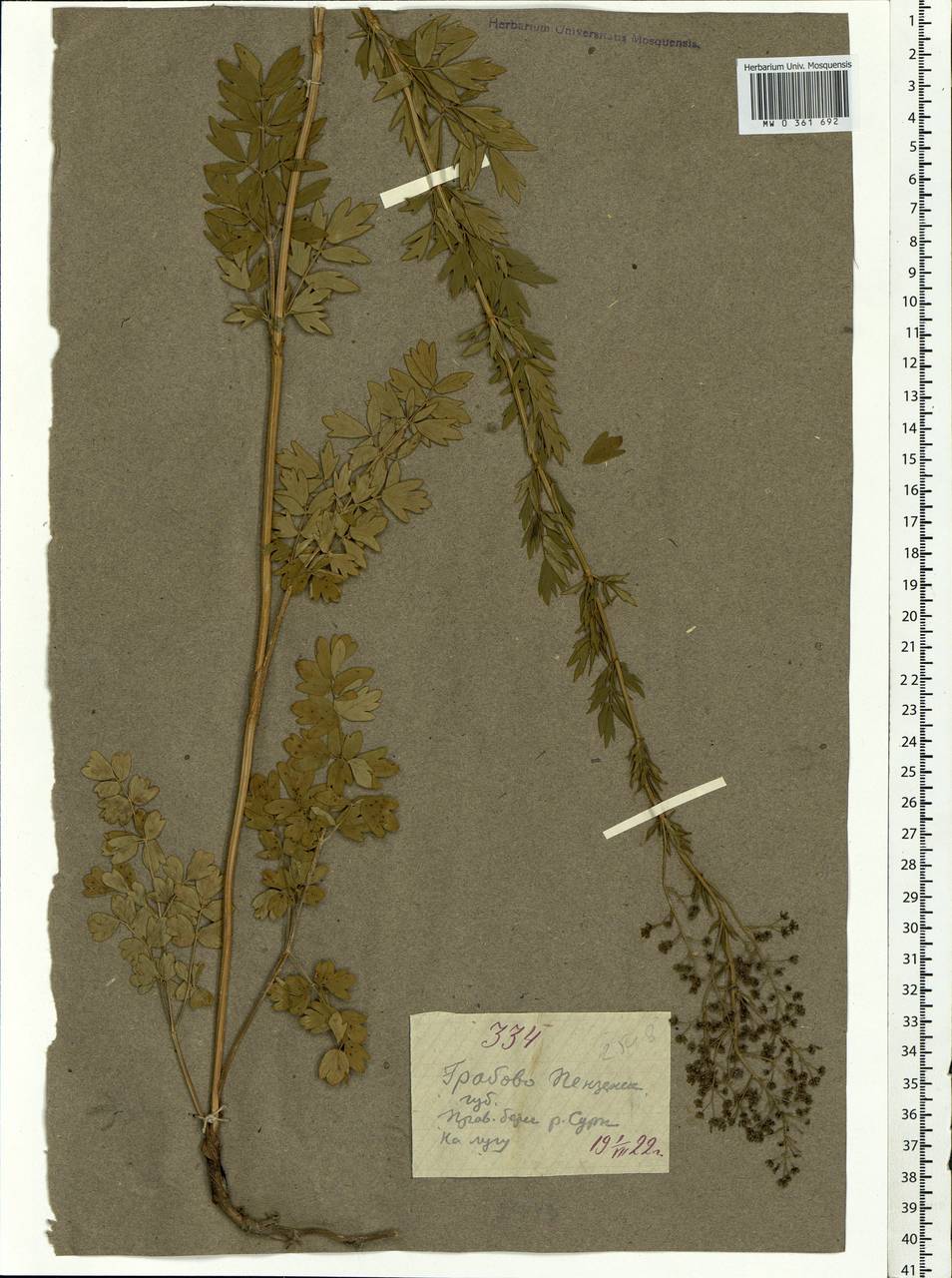 Thalictrum simplex L., Eastern Europe, Middle Volga region (E8) (Russia)