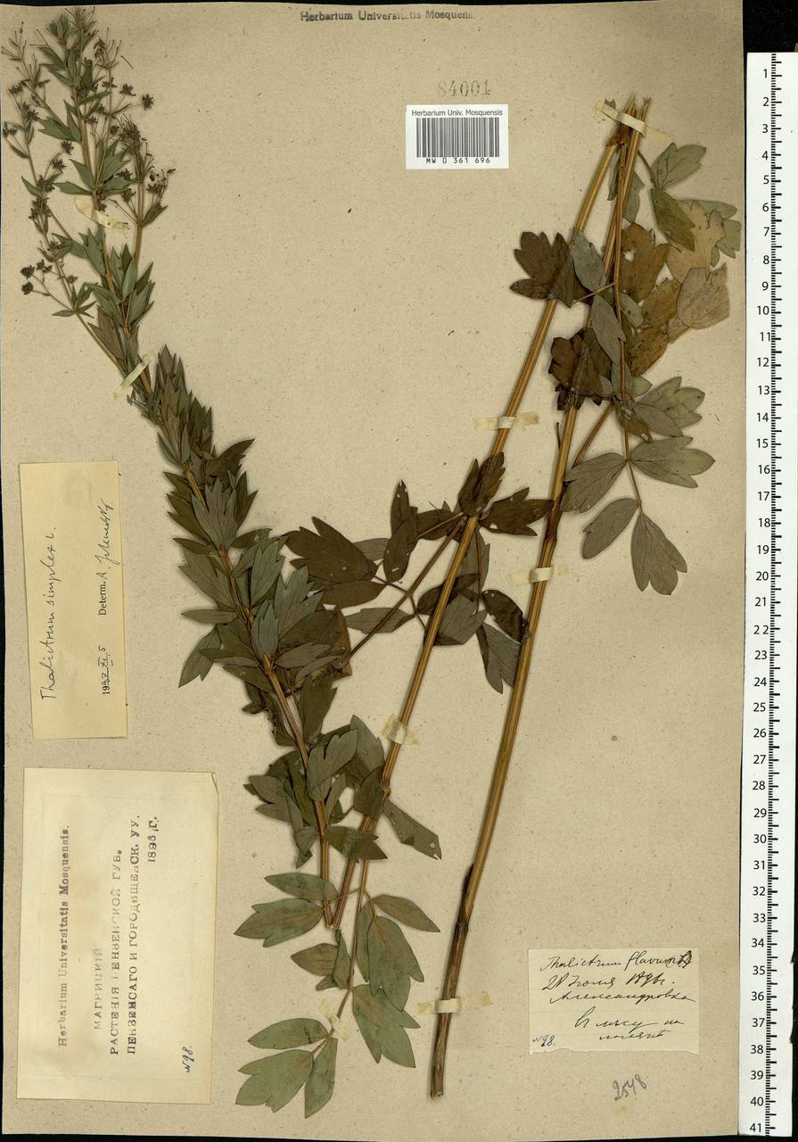 Thalictrum simplex L., Eastern Europe, Middle Volga region (E8) (Russia)