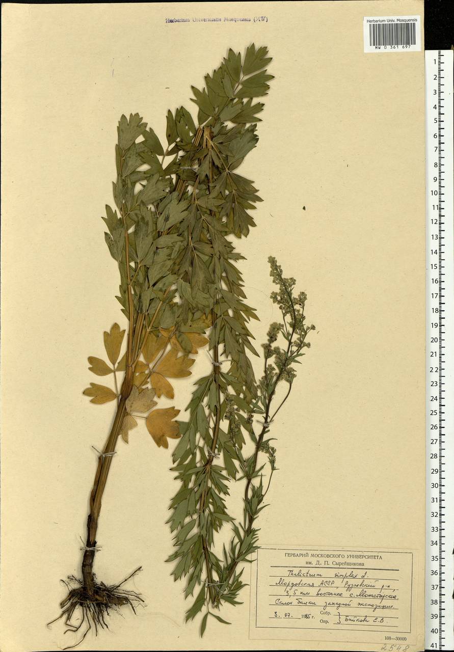 Thalictrum simplex L., Eastern Europe, Middle Volga region (E8) (Russia)