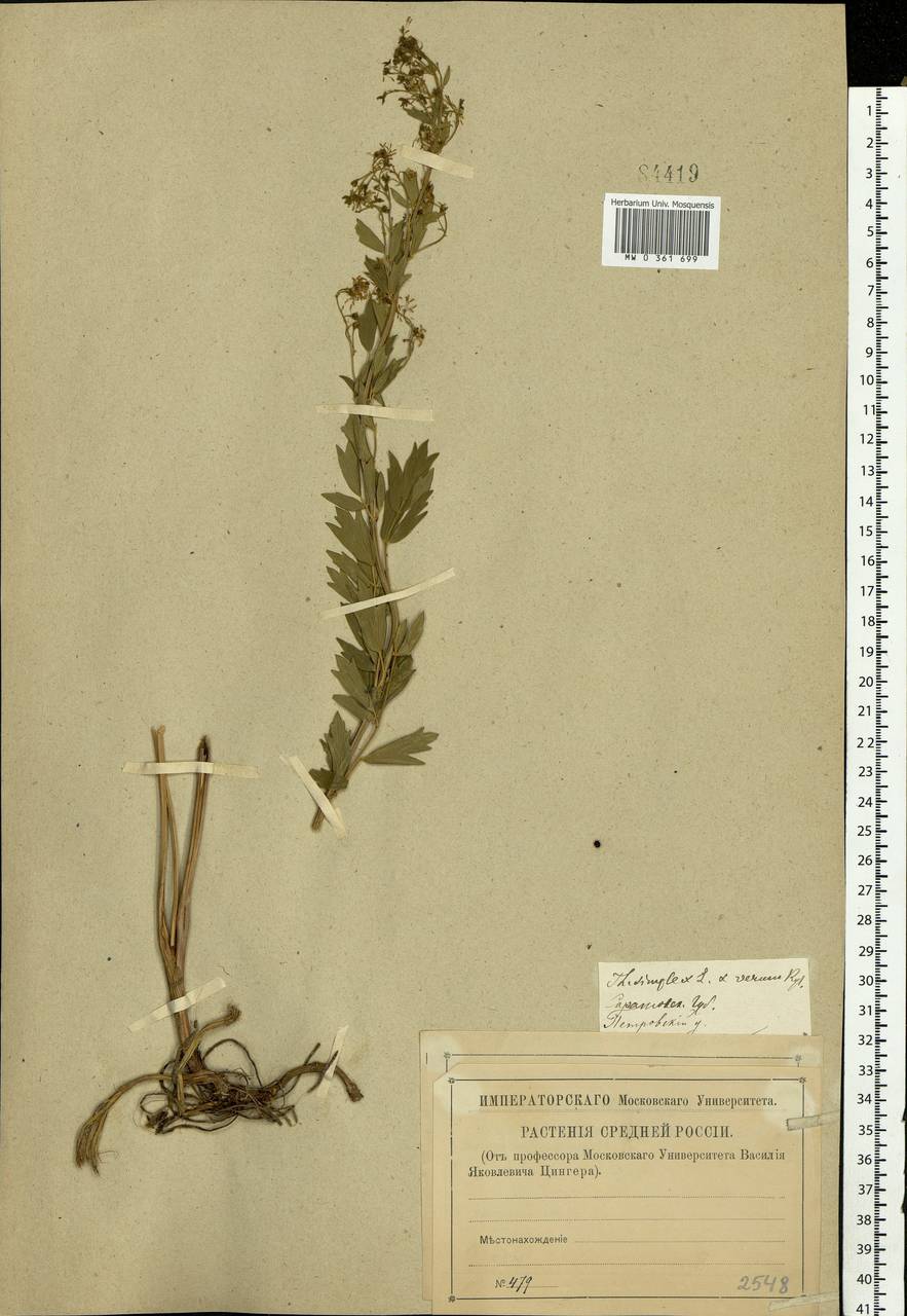 Thalictrum simplex L., Eastern Europe, Lower Volga region (E9) (Russia)
