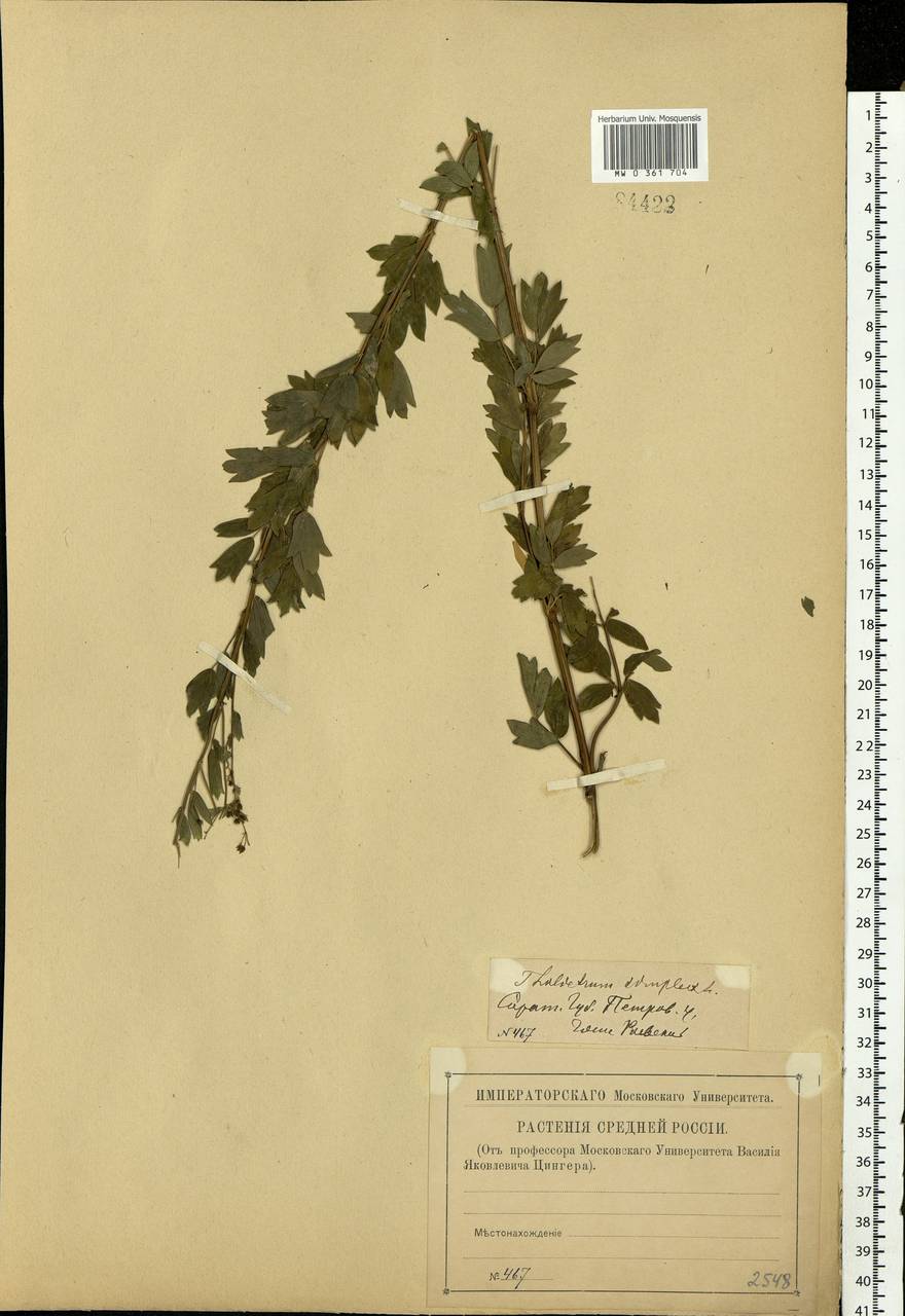 Thalictrum simplex L., Eastern Europe, Lower Volga region (E9) (Russia)