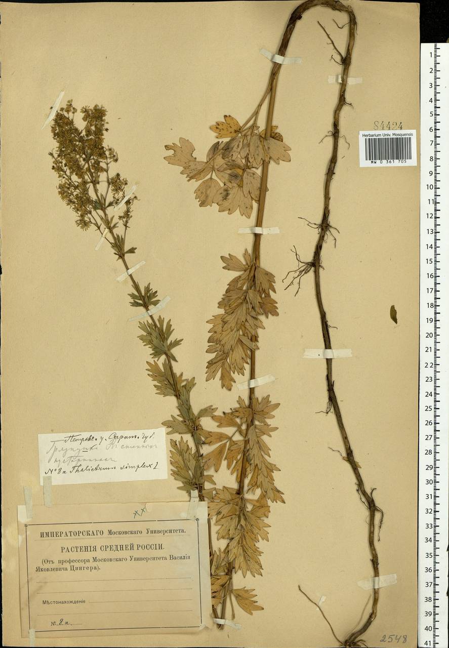 Thalictrum simplex L., Eastern Europe, Lower Volga region (E9) (Russia)