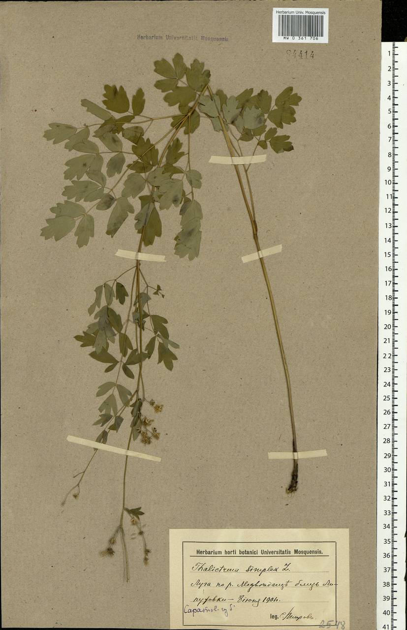 Thalictrum simplex L., Eastern Europe, Lower Volga region (E9) (Russia)