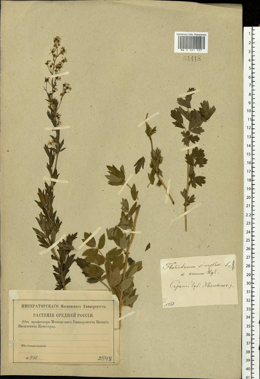 Thalictrum simplex L., Eastern Europe, Lower Volga region (E9) (Russia)