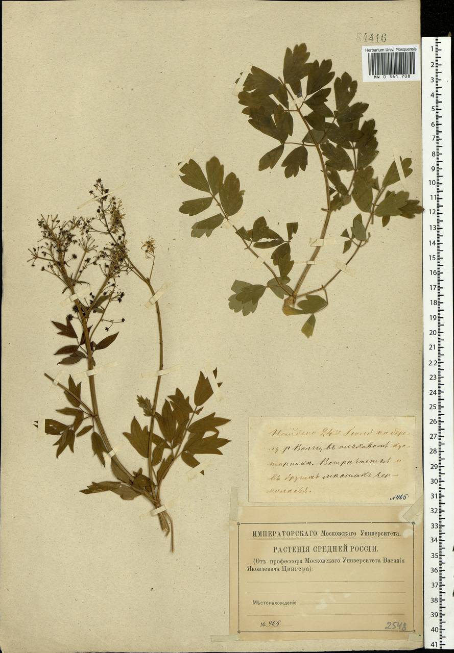 Thalictrum simplex L., Eastern Europe, Lower Volga region (E9) (Russia)