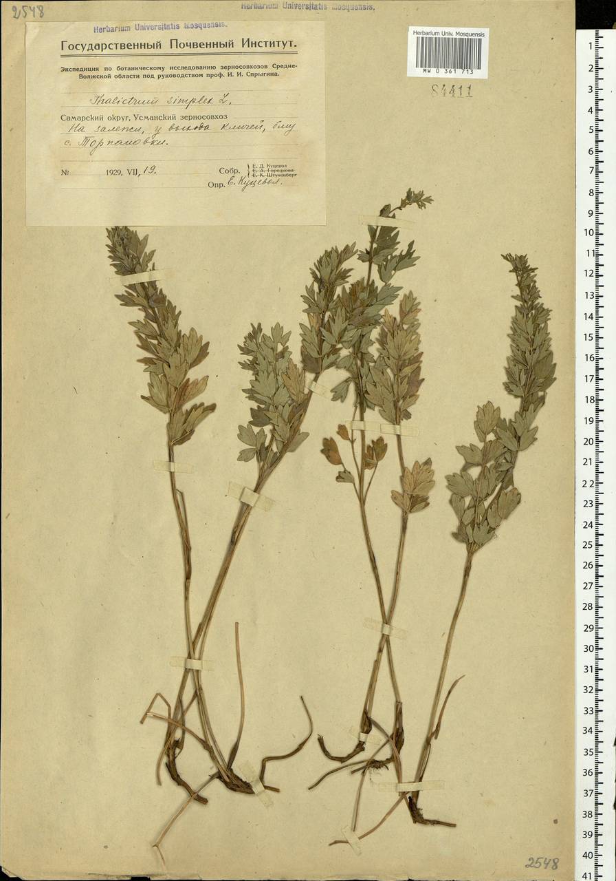 Thalictrum simplex L., Eastern Europe, Eastern region (E10) (Russia)