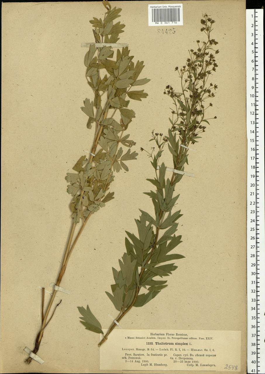Thalictrum simplex L., Eastern Europe, Lower Volga region (E9) (Russia)