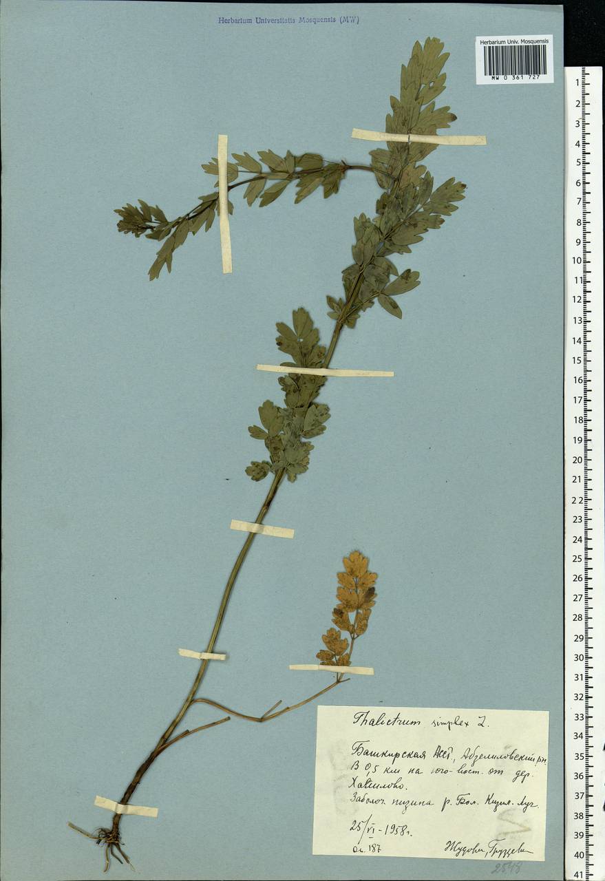 Thalictrum simplex L., Eastern Europe, Eastern region (E10) (Russia)