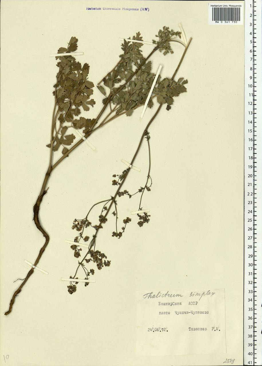 Thalictrum simplex L., Eastern Europe, Eastern region (E10) (Russia)