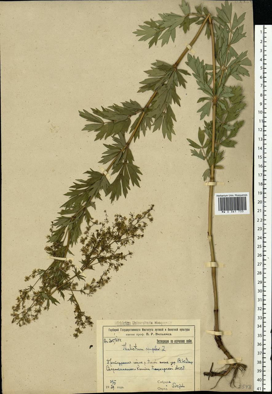 Thalictrum simplex L., Eastern Europe, Eastern region (E10) (Russia)