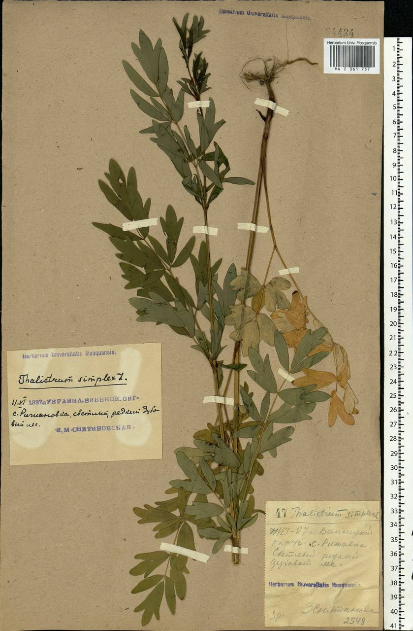 Thalictrum simplex L., Eastern Europe, South Ukrainian region (E12) (Ukraine)