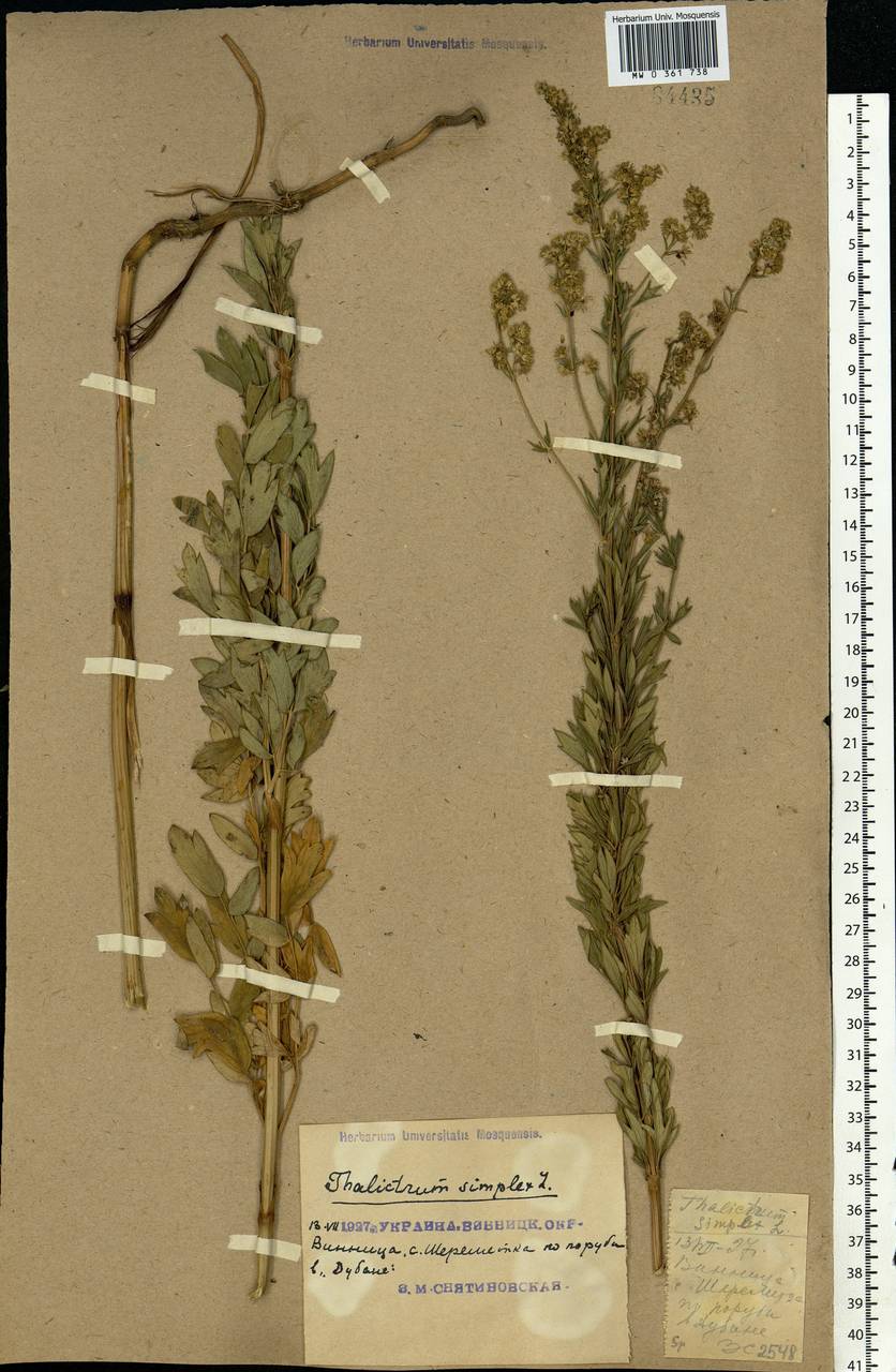 Thalictrum simplex L., Eastern Europe, South Ukrainian region (E12) (Ukraine)