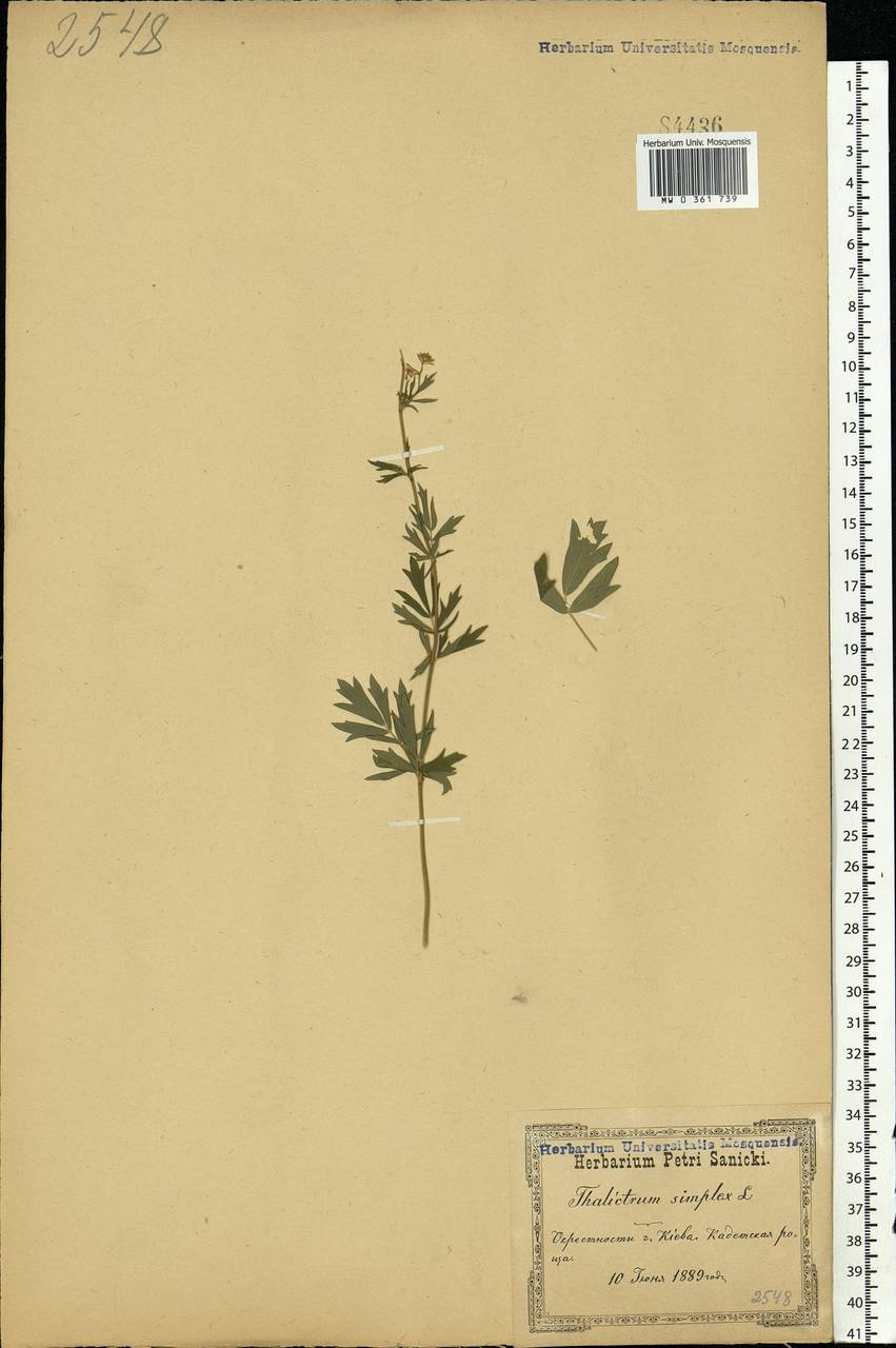 Thalictrum simplex L., Eastern Europe, North Ukrainian region (E11) (Ukraine)