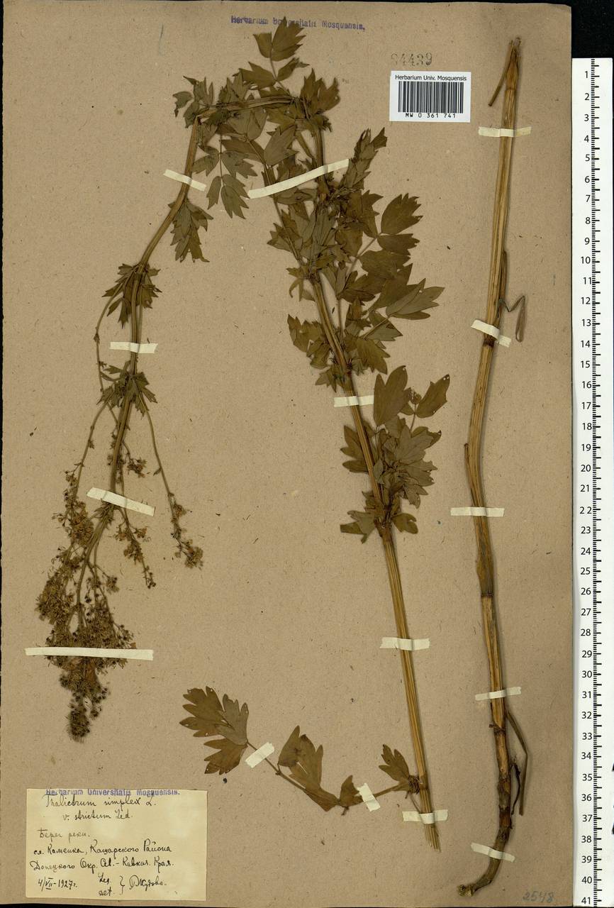Thalictrum simplex L., Eastern Europe, Rostov Oblast (E12a) (Russia)