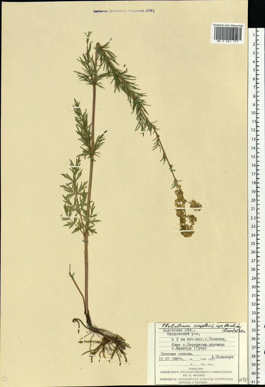 Thalictrum simplex L., Eastern Europe, West Ukrainian region (E13) (Ukraine)