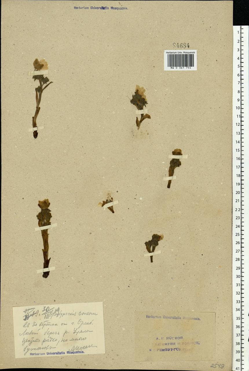 Adonis, Eastern Europe, Eastern region (E10) (Russia)