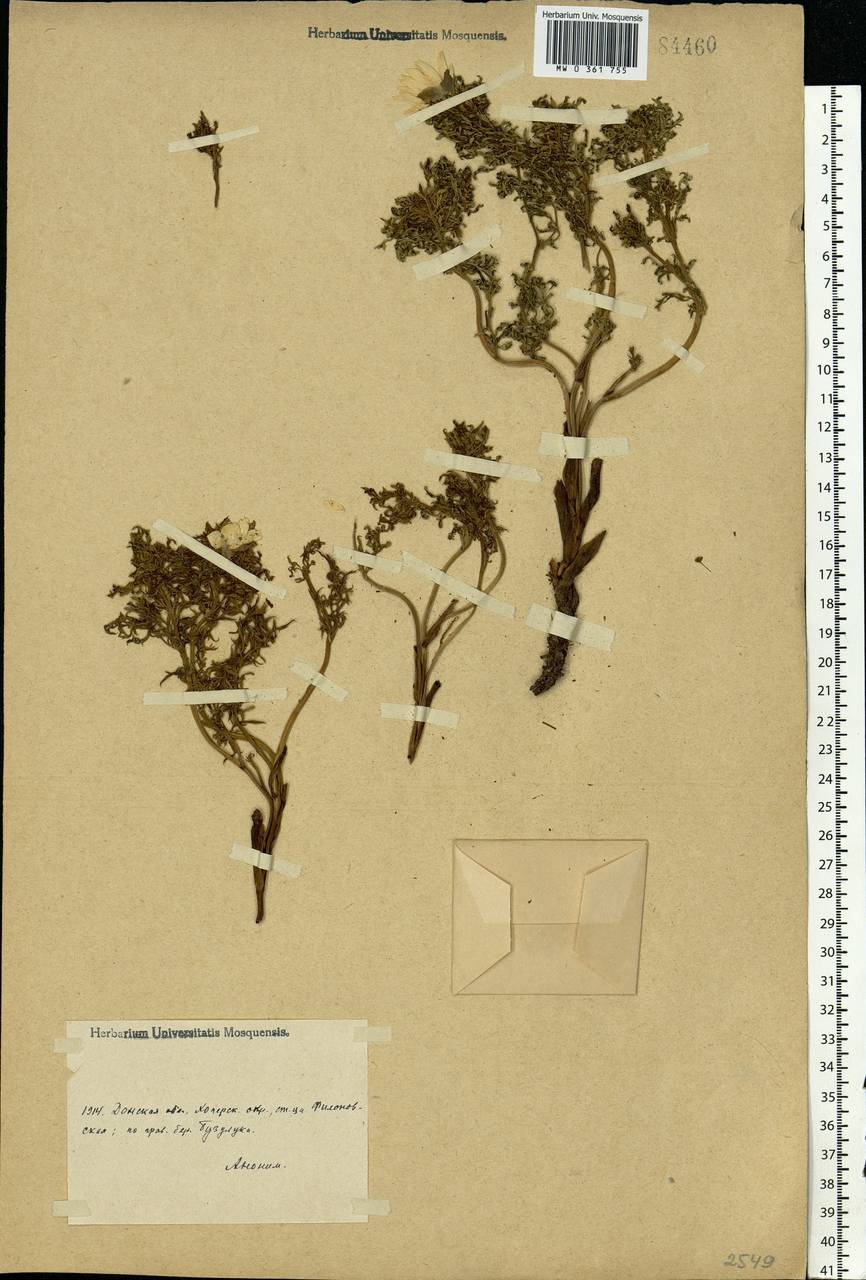Adonis, Eastern Europe, Lower Volga region (E9) (Russia)