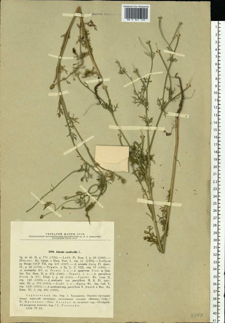 Adonis aestivalis L., Eastern Europe, Lower Volga region (E9) (Russia)