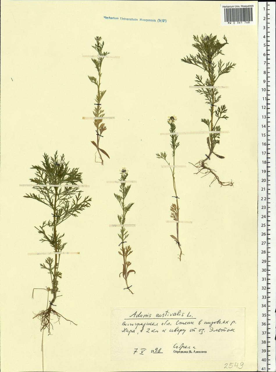 Adonis aestivalis L., Eastern Europe, Lower Volga region (E9) (Russia)