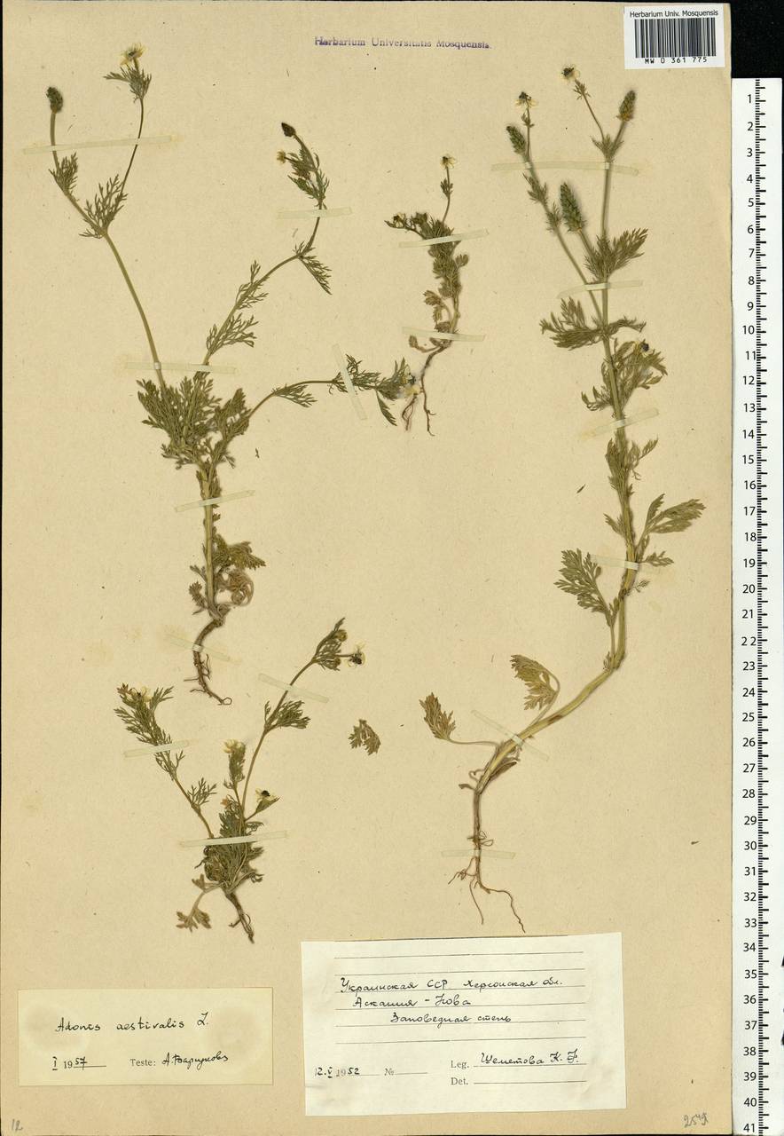 Adonis aestivalis L., Eastern Europe, South Ukrainian region (E12) (Ukraine)