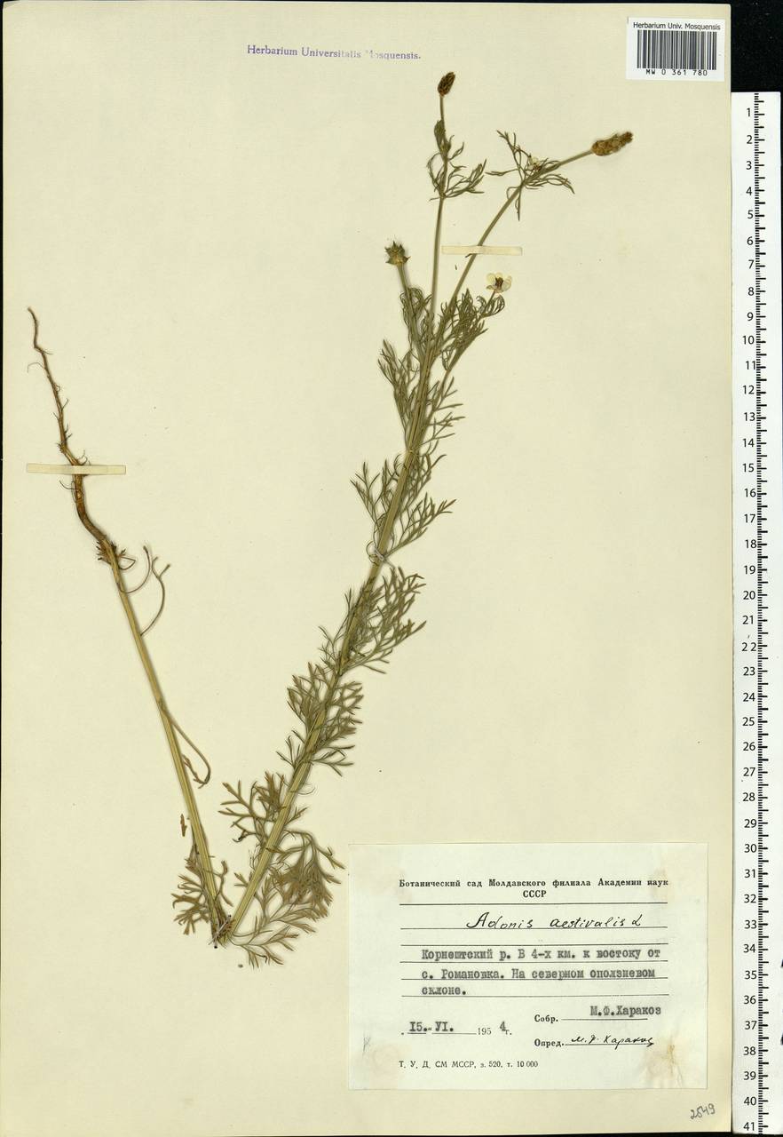 Adonis aestivalis L., Eastern Europe, Moldova (E13a) (Moldova)