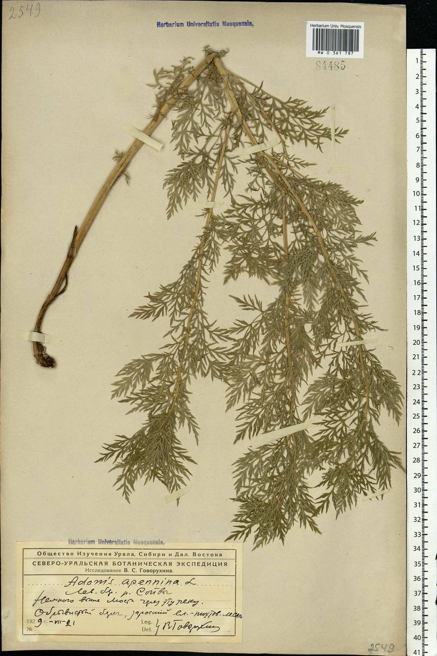 Adonis sibirica Patrin ex Ledeb., Eastern Europe, Northern region (E1) (Russia)