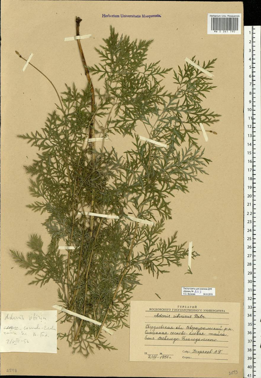 Adonis sibirica Patrin ex Ledeb., Eastern Europe, Eastern region (E10) (Russia)