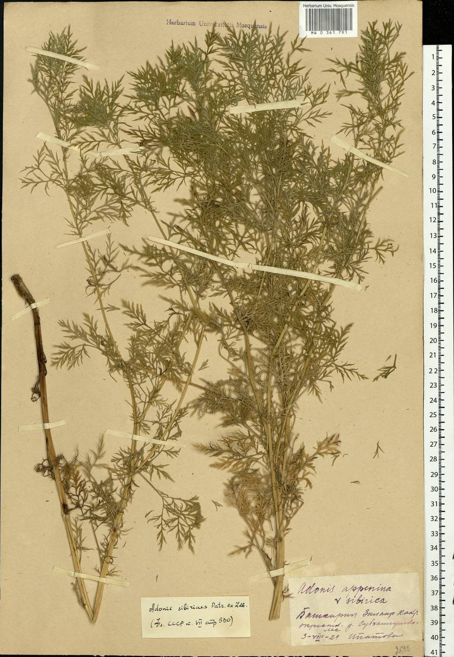 Adonis sibirica Patrin ex Ledeb., Eastern Europe, Eastern region (E10) (Russia)