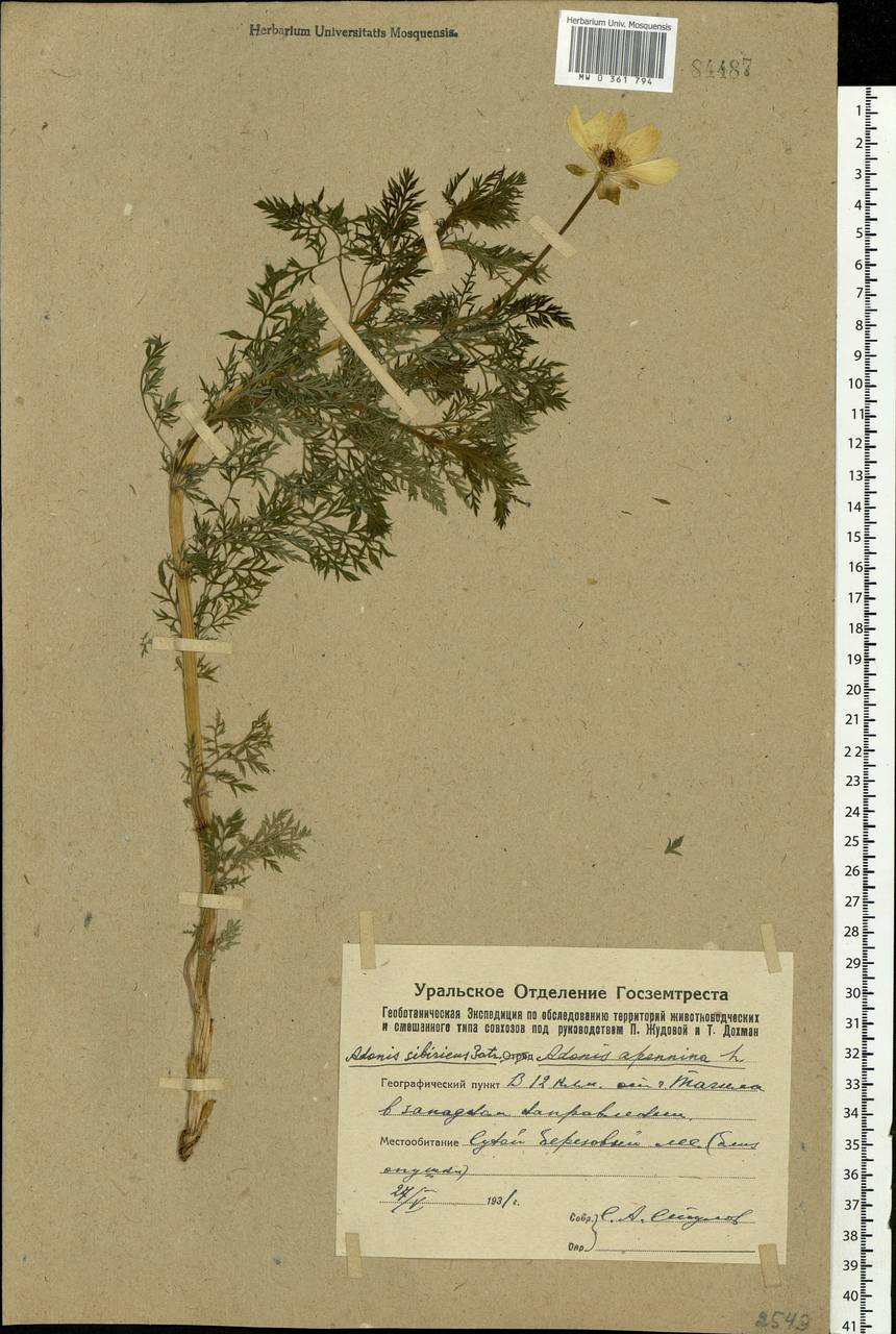 Adonis sibirica Patrin ex Ledeb., Eastern Europe, Eastern region (E10) (Russia)