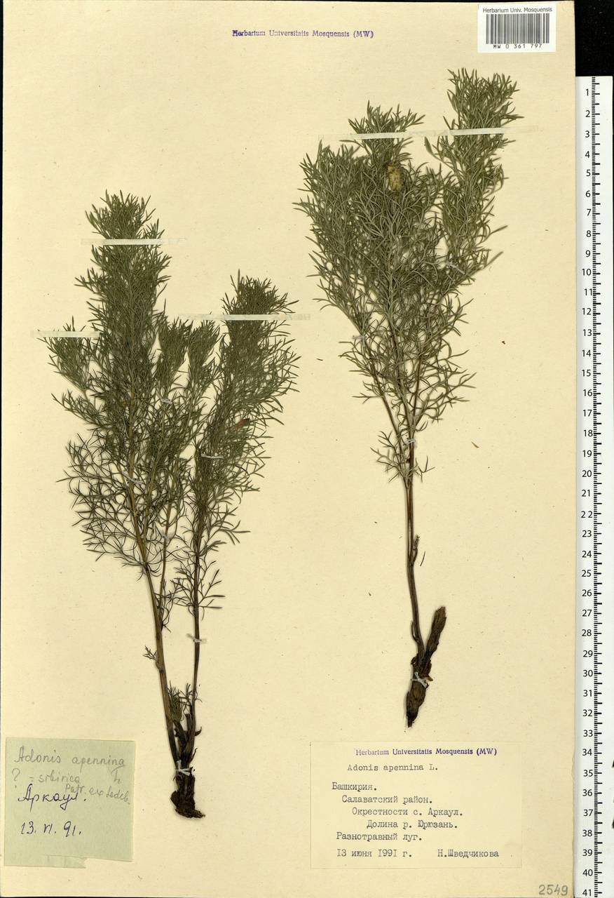 Adonis sibirica Patrin ex Ledeb., Eastern Europe, Eastern region (E10) (Russia)