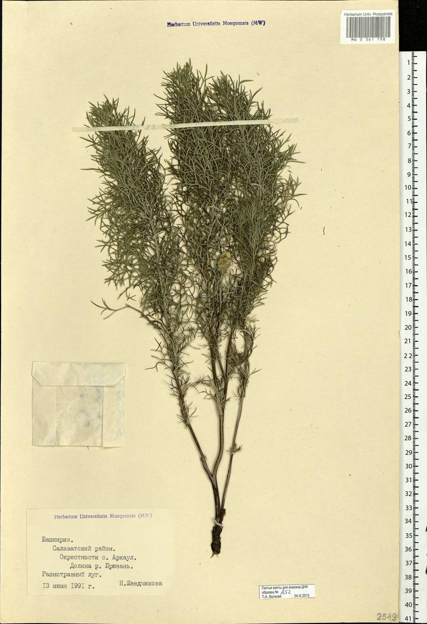 Adonis sibirica Patrin ex Ledeb., Eastern Europe, Eastern region (E10) (Russia)