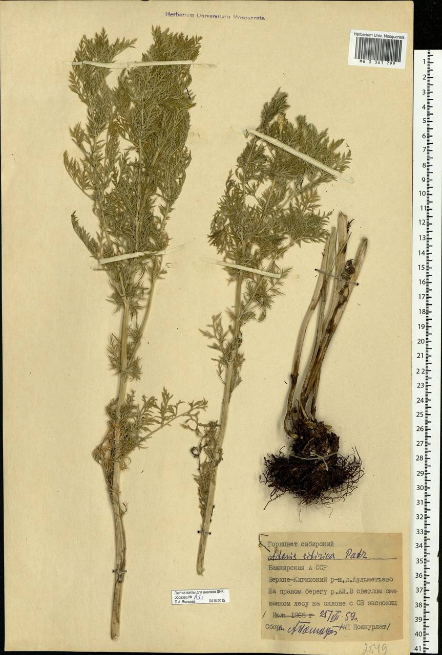 Adonis sibirica Patrin ex Ledeb., Eastern Europe, Eastern region (E10) (Russia)