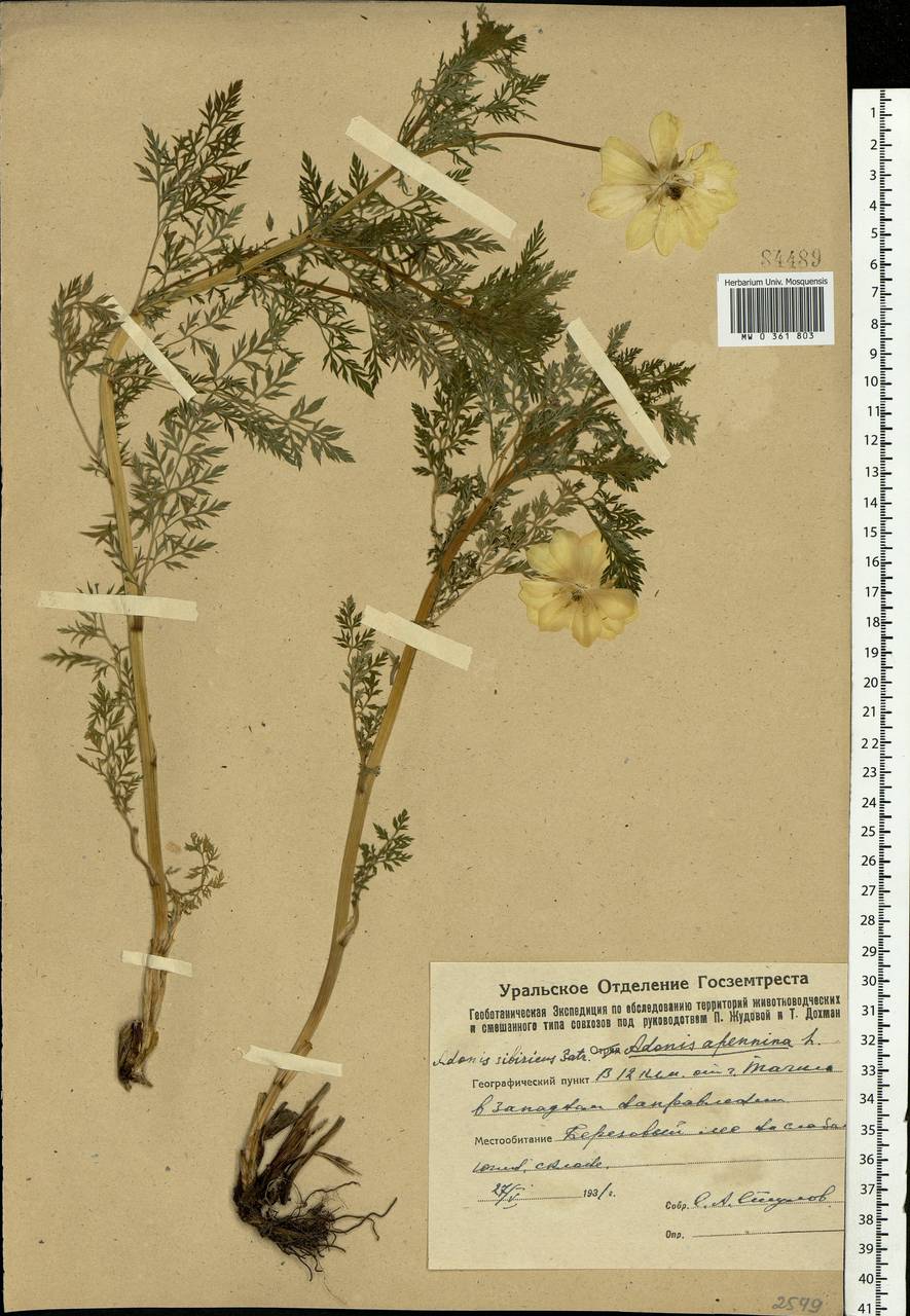 Adonis sibirica Patrin ex Ledeb., Eastern Europe, Eastern region (E10) (Russia)