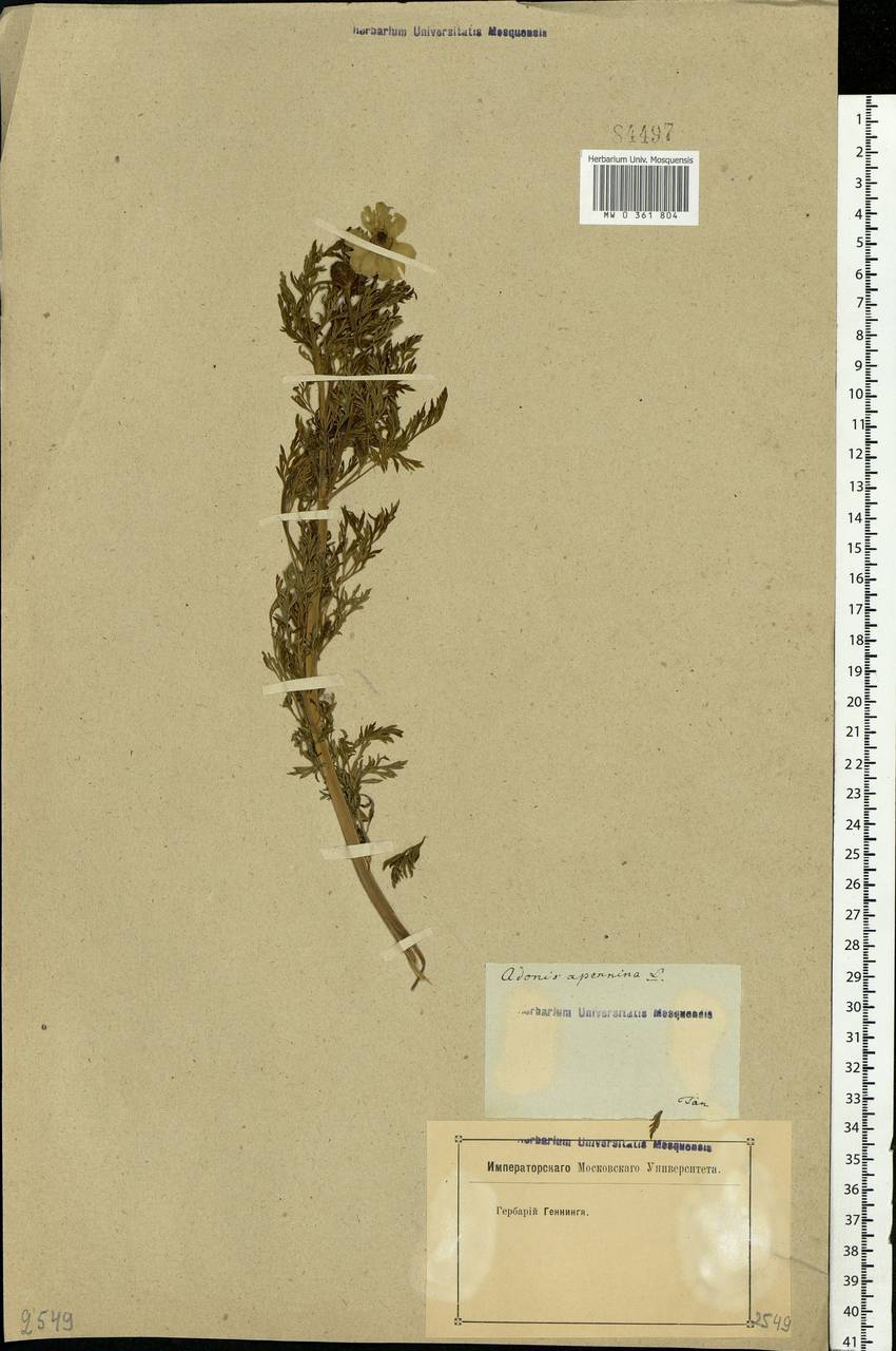 Adonis sibirica Patrin ex Ledeb., Eastern Europe, Rostov Oblast (E12a) (Russia)