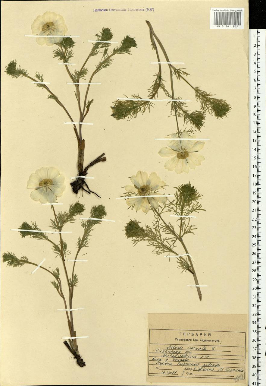 Adonis vernalis L., Eastern Europe, Central region (E4) (Russia)