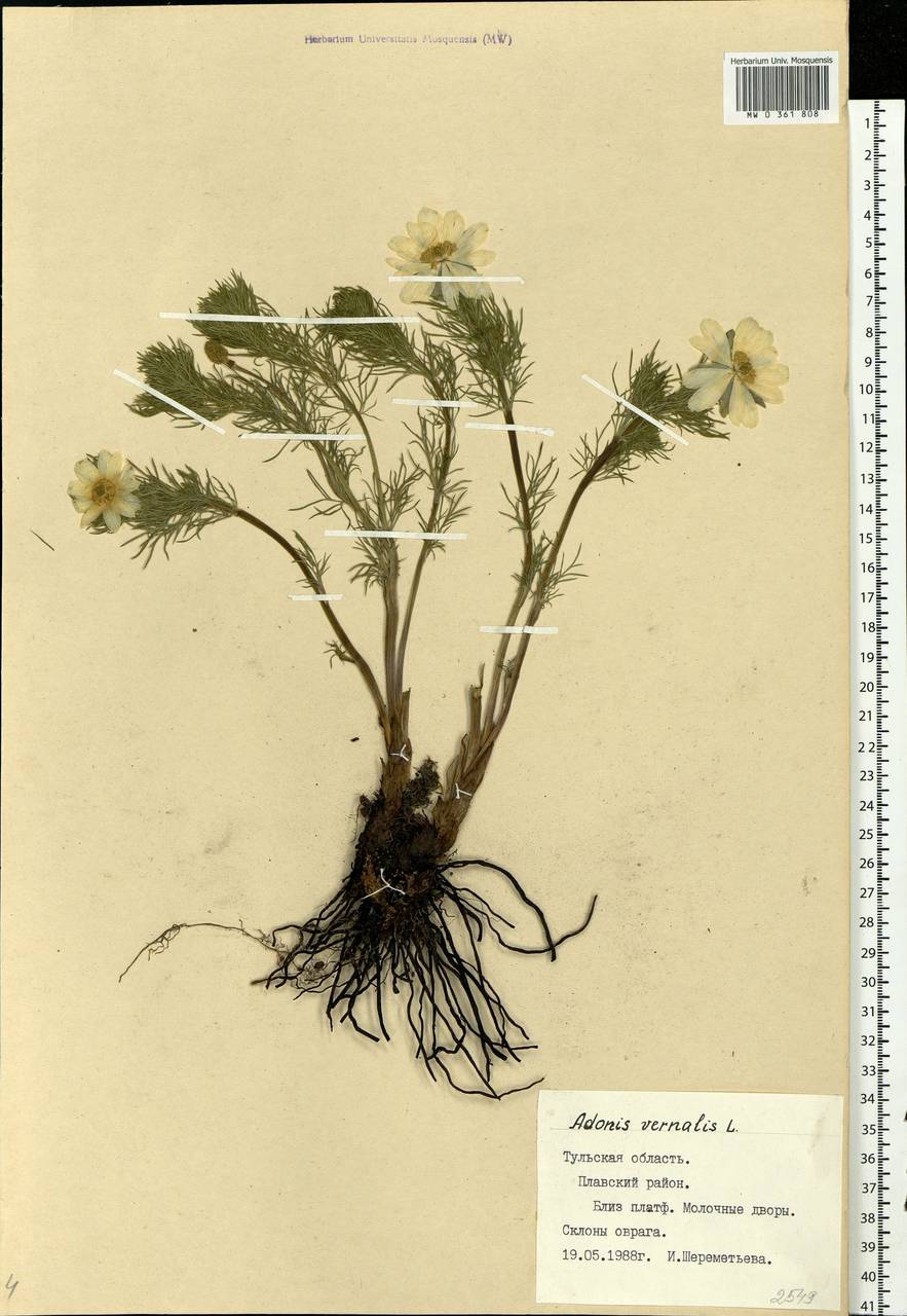 Adonis vernalis L., Eastern Europe, Central region (E4) (Russia)
